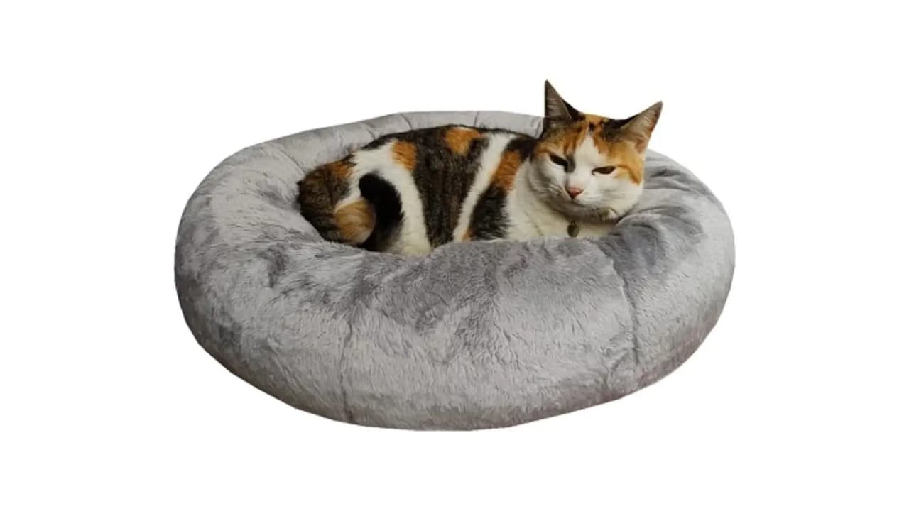 Melhor Cama para Gato: Escolha a Ideal para Seu Pet